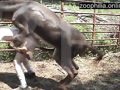 Dirty bestiality takes a huge amount of horse sperm into his anal while no one is looking
